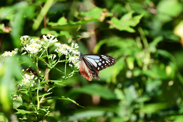 Fototapeta premium 秋の渡り途中のアサギマダラ