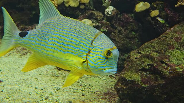Close view of a Tropical sailfin snapper fish swimming around a reef