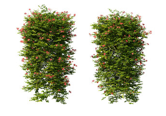 3D Render Ivy With Red Flowers On Transparent Background