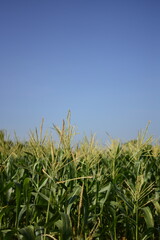 Corn field with blue sky