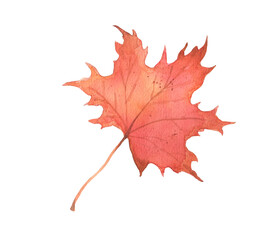 Watercolor autumn red maple leaf. Hand painted fall illustration isolated