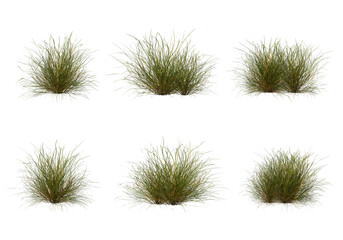 3D Render Plants and Grass on Transparent Background