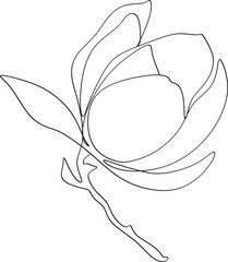 Abstract linear drawing of magnolia flowers