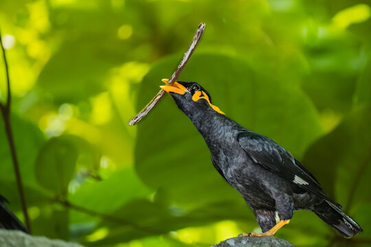 Close up of Common Hill Myna Gracula religiosa with a wooden stick , isolated on nature background.