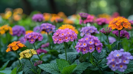 Obraz na płótnie Canvas Purple lantana plants, scientifically classified as Lantana montevidensis, bloom profusely in the park, their cheerful flowers creating a cheerful and welcoming atmosphere for all who visit. 