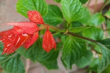red flower and green leaves