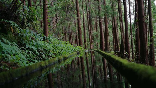 Scenic landscape in tropical forest, green plants, trees and levada with reflection. Water canal in rainforest with beautiful nature. Summer travel concept. Madeira island