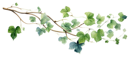 PNG Plant leaf vine ivy transparent background - obrazy, fototapety, plakaty