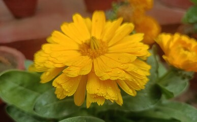 flowers in the garden