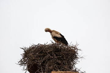 Stork in big nest and empty sky