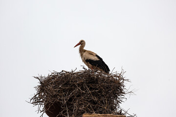 Stork in big nest and empty sky - obrazy, fototapety, plakaty