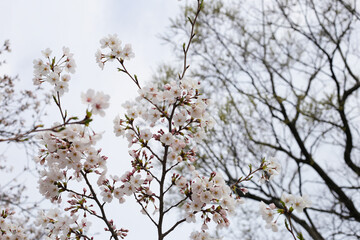 Branches of sakura flowers, cherry blossom