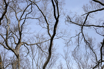 Dry tree with blue sky