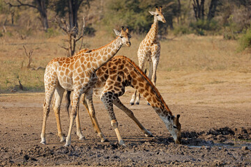 Naklejka na ściany i meble Giraffes (Giraffa camelopardalis) drinking at a waterhole, Kruger National Park, South Africa.