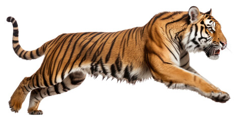 PNG Wildlife animal mammal tiger © Rawpixel.com