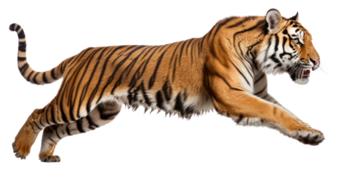 PNG Wildlife animal mammal tiger