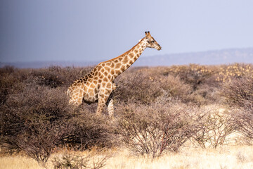 An Angolan Giraffe -Giraffa giraffa angolensis- standing on the plains of Etosha national park, Namibia.