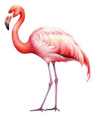 PNG Flamingo standing animal bird