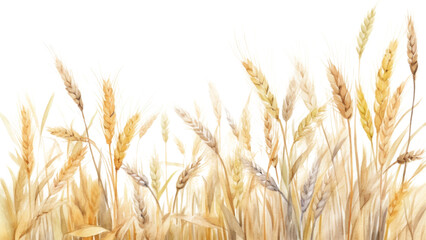 PNG Field wheat agriculture backgrounds