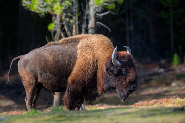 Wild adult Bison in the autumn forest. Wildlife scene from spring nature - 784962501