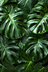 Close up of green leaves on a terrestrial plant, possibly a palm tree or grass