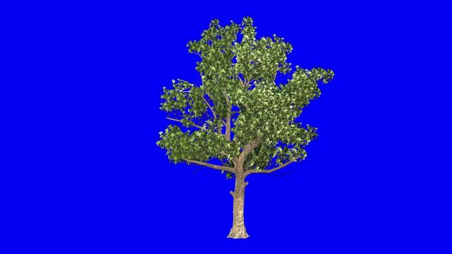 3D american sycamore tree with wind effect on blue screen 3D animation. You can easily key out (remove) the blue screen with just one click using any video editor.