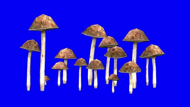 3D bolete mushrooms with wind effect on blue screen 3D animation. You can easily key out (remove) the blue screen with just one click using any video editor.
