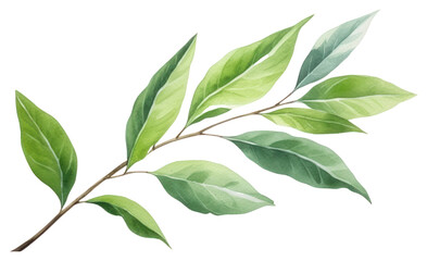 PNG Plant herbs leaf tree