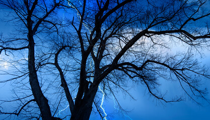 Lightning strike on a dark blue sky over silhouette of dead tree