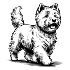 Happy Westie Terrier walking. Hand Drawn Pen and Ink. Vector Isolated in White. Engraving vintage style illustration for print, tattoo, t-shirt	