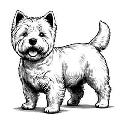 Happy Westie Terrier standing. Hand Drawn Pen and Ink. Vector Isolated in White. Engraving vintage style illustration for print, tattoo, t-shirt	