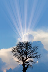Silhouette of dead tree with stormy sky background