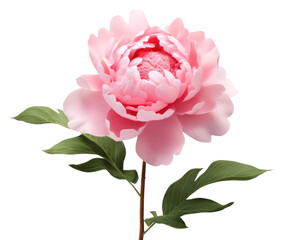 PNG  Peony blossom flower plant