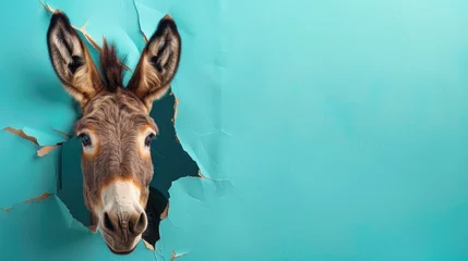 Foto auf Acrylglas Antireflex A humorous donkey peers through a ripped hole in a contrast pastel color paper background, Ai Generated © Crazy Juke