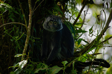 The javan langur or javan lutung Trachypithecus auratus, climbing forest tree, resting and eat leaves, with natural bokeh background 