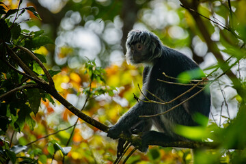 The javan langur or javan lutung Trachypithecus auratus, climbing forest tree, resting and eat leaves, with natural bokeh background 