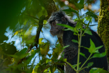 The javan langur or javan lutung Trachypithecus auratus, climbing forest tree, resting and eat leaves, with natural bokeh background 