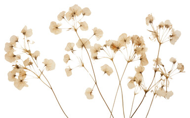 PNG  Real Pressed a gypsophila flower backgrounds plant