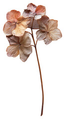 PNG  Real Pressed a hydrangea flower plant leaf.