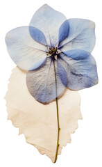 PNG  Real Pressed a hydrangea flower petal plant