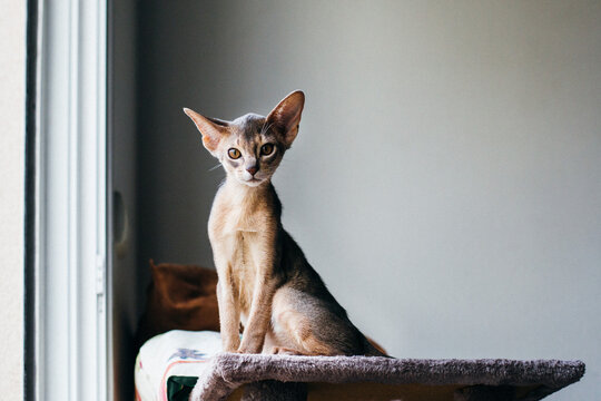 chat abyssin chaton