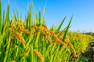 Ripe rice in farm fields. autumn harvest season.