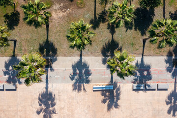 Aerial view of tropical summer palm trees with shadows along the promenade. Top view of sunny seashore. Abstract minimal nature background. Tropical pattern - 784972124