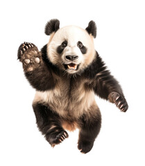 Playful panda waving hello on white backdrop