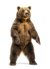 Fototapeta premium Standing brown bear isolated on white background