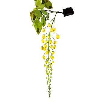 beautiful laburnum flower and leave isolated on a white background, Golden shower, cassia fistula. (Vector illustration)
