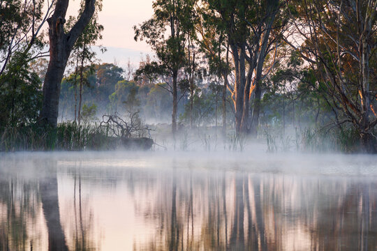 Fog sitting in wetlands at dawn with gumtrees and their reflections