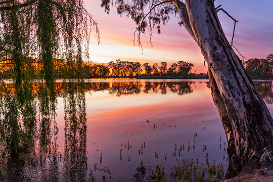 Willow branches and a large gumtree leaning over a calm river with a colourful sunset sky behind