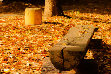 가을 공원 나무