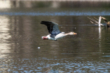 The flying greylag goose, Anser anser is a species of large goose - obrazy, fototapety, plakaty